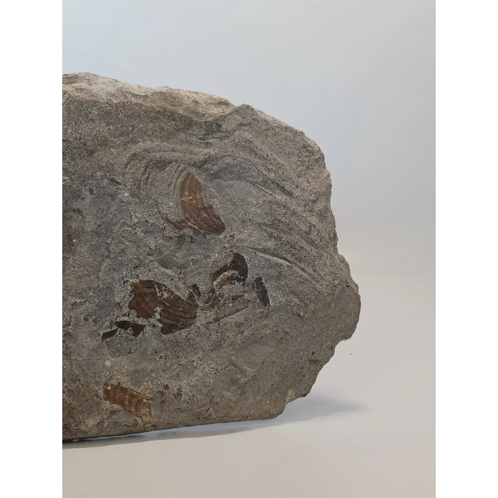 🦕✨ Devonian Brachiopods Fossil Specimen (4.5’’ x 4’’) – Ancient Wisdom and Earth’s History in Your Hands! ✨🦕