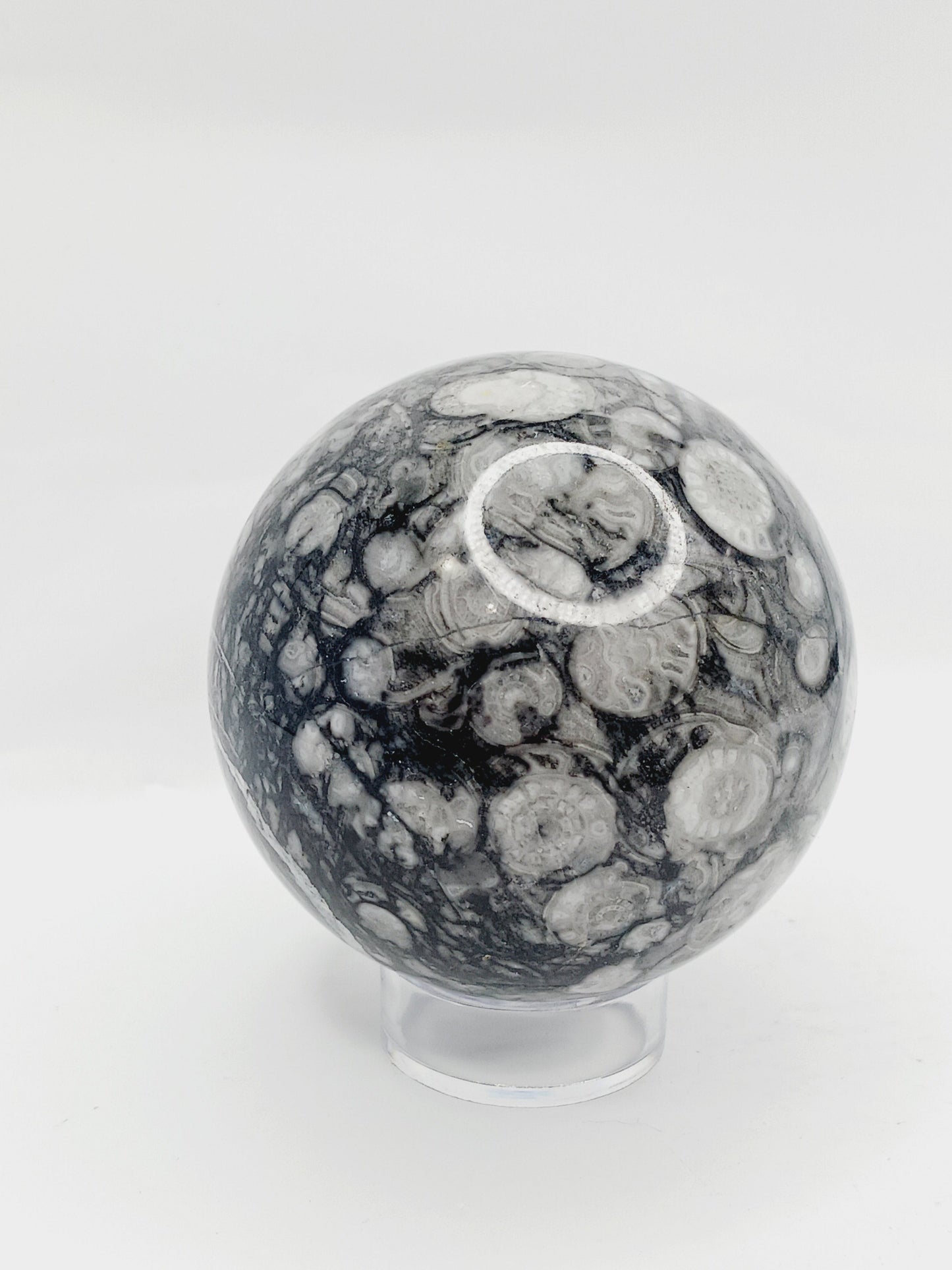 🌿🦴 Fossil Agate Sphere (2.5’’–3’’) – Ancient Wisdom Grounding Energy and Natural Beauty! ✨ - 1