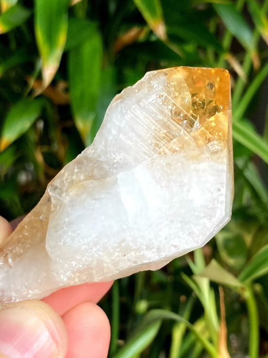 šāØ Heat Treated Citrine Dragon Teeth ā Manifestation Confidence & Fiery Magic! š„ - Tumbles