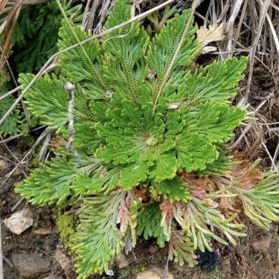 Jericho Flower Plant - Herbs & Accessories