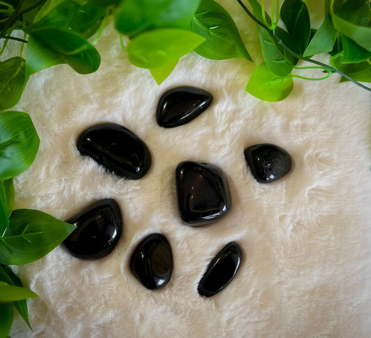Black Obsidian Palms Assorted - PALM