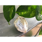 🔹✨ Blue Lace Agate Specimens – Soothing Communication and Gentle Peace! 🌬️ - 2 - Specimens