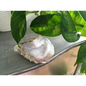 🔹✨ Blue Lace Agate Specimens – Soothing Communication and Gentle Peace! 🌬️ - 7 - Specimens