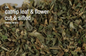 Bulk Herbs by the Half Ounce (.5 oz) - Catnip Leaf & Flower - Herbs & Accessories