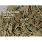Bulk Herbs by the Half Ounce (.5 oz) - Eucalyptus Leaf - Herbs & Accessories