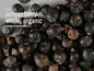 Bulk Herbs by the Half Ounce (.5 oz) - Juniper Berry Whole - Herbs & Accessories
