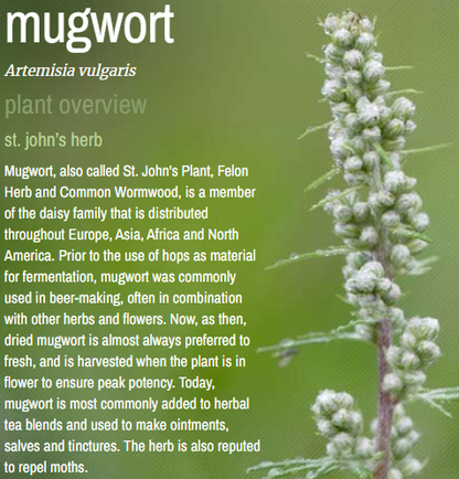 Bulk Herbs by the Half Ounce (.5 oz) - Mugwort - Herbs & Accessories