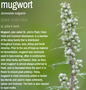 Bulk Herbs by the Half Ounce (.5 oz) - Mugwort - Herbs & Accessories