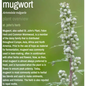 Bulk Herbs by the Half Ounce (.5 oz) - Mugwort - Herbs & Accessories