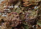 Bulk Herbs by the Half Ounce (.5 oz) - Red Cover Blossoms - Herbs & Accessories