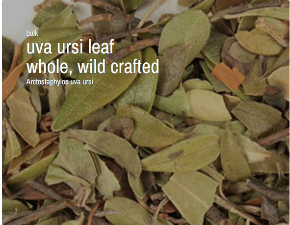 Bulk Herbs by the Half Ounce (.5 oz) - Uva Ursi leaf, whole, wild crafted - Herbs & Accessories