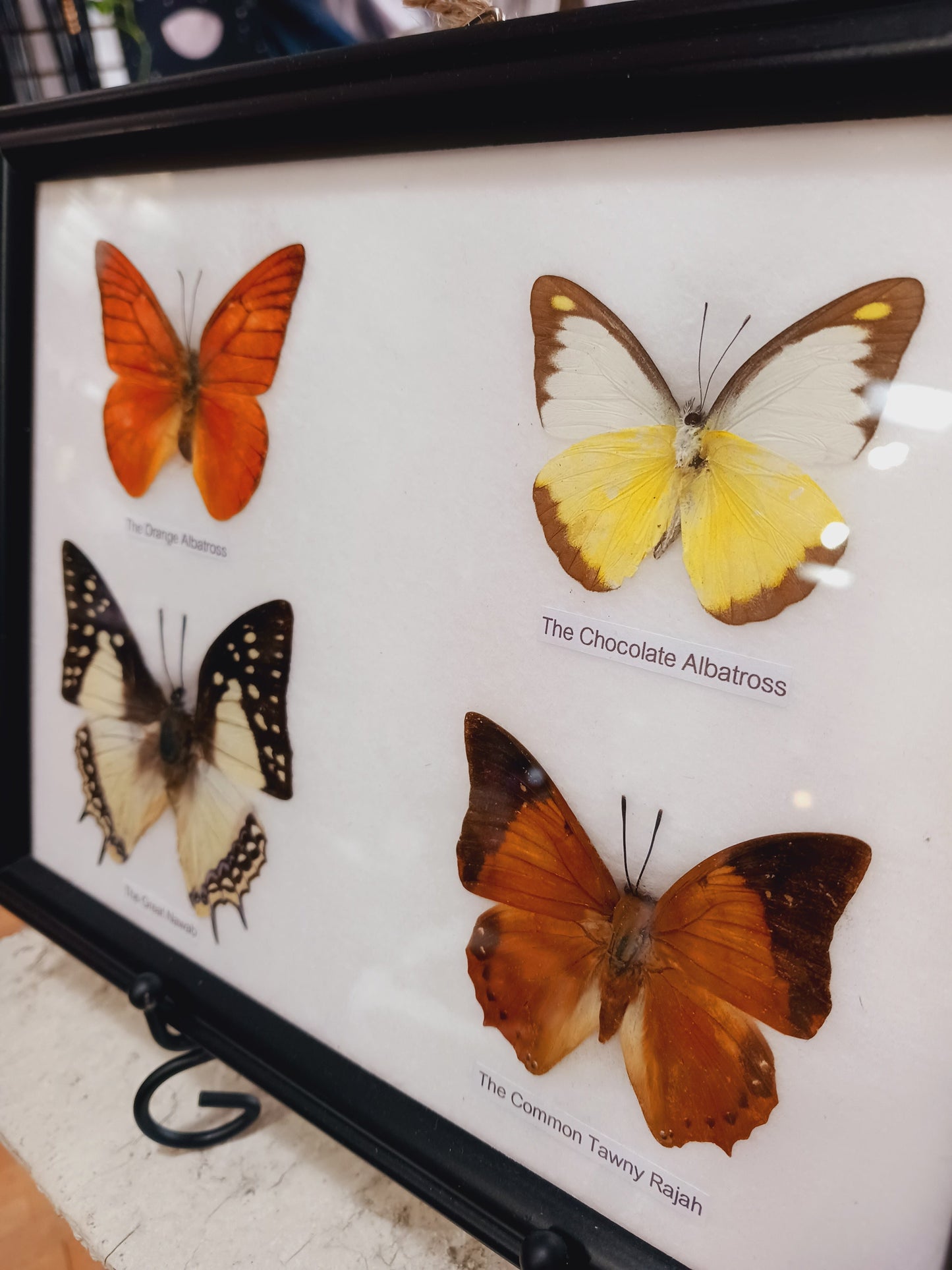 🦋✨ Butterfly Specimen Frame – Beauty Nature and Wonder 🌿 - butterflies-4pc - Home Decor