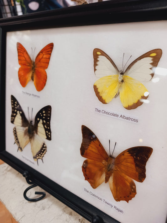 🦋✨ Butterfly Specimen Frame – Beauty Nature and Wonder 🌿 - butterflies-4pc - Home Decor