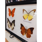 🦋✨ Butterfly Specimen Frame – Beauty Nature and Wonder 🌿 - butterflies-4pc - Home Decor