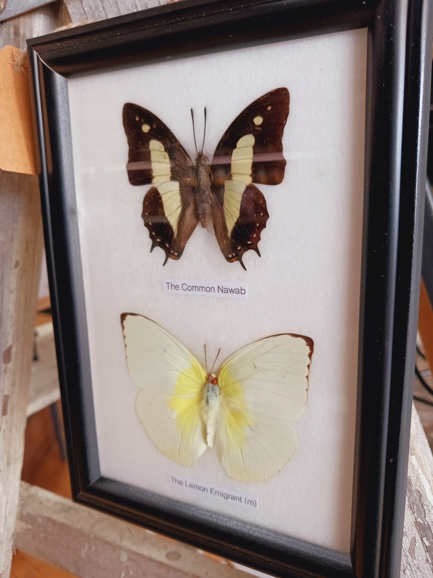 🦋✨ Butterfly Specimen Frame – Beauty Nature and Wonder 🌿 - buttflies-2pc - Home Decor
