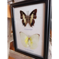 🦋✨ Butterfly Specimen Frame – Beauty Nature and Wonder 🌿 - buttflies-2pc - Home Decor