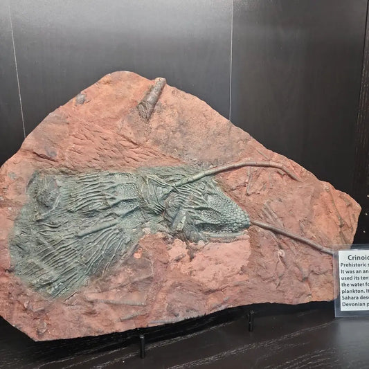 Crinoid "Scyogicrinus Eleganus" fossil with detailed, flower-like patterns, displayed on a white background. Perfect for ancient wisdom, earth history, and natural beauty.