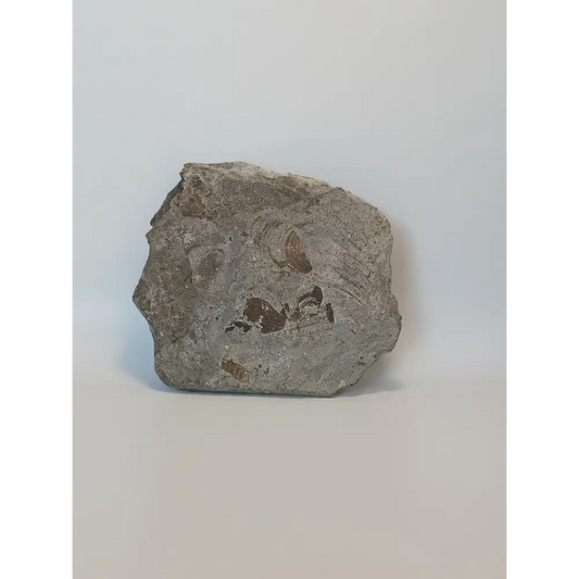 🦕✨ Devonian Brachiopods Fossil Specimen (4.5’’ x 4’’) – Ancient Wisdom and Earth’s History in Your Hands! ✨🦕