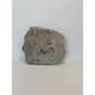 🦕✨ Devonian Brachiopods Fossil Specimen (4.5’’ x 4’’) – Ancient Wisdom and Earth’s History in Your Hands! ✨🦕