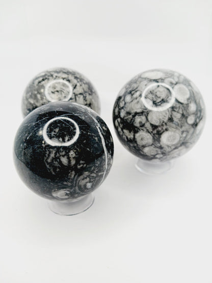 🌿🦴 Fossil Agate Sphere (2.5’’–3’’) – Ancient Wisdom Grounding Energy and Natural Beauty! ✨