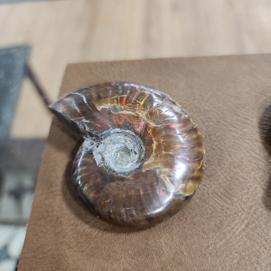 Gorgeous Ammonite Specimens - 1 - Specimens