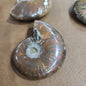 Gorgeous Ammonite Specimens - 2 - Specimens