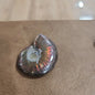 Gorgeous Ammonite Specimens - 5 - Specimens