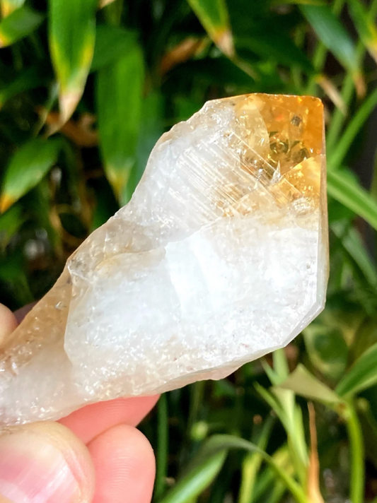 🐉✨ Heat Treated Citrine Dragon Teeth – Manifestation Confidence & Fiery Magic! 🔥 - Tumbles