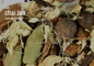 Herbal Bulk Loose Tea by the Ounce - Chai Tea - Teas & Accessories