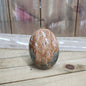 Ibis Madagascar Jasper - 1 - PALM