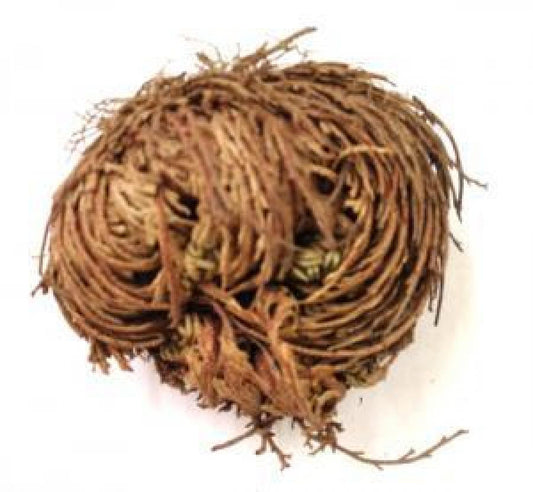 Jericho Flower Plant - Herbs & Accessories
