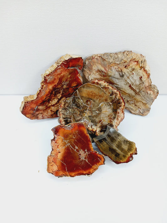 Petrified wood charging plate, polished with natural wood grain and earthy brown tones, displayed on a white background.