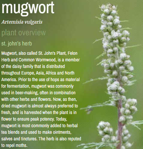 🌿✨ Pre-Packaged Herbs By The Ounce (1 oz) – Ritual Healing and Botanical Magic! 🍃 Page 1 - Mugwort - Herbs & Accessories