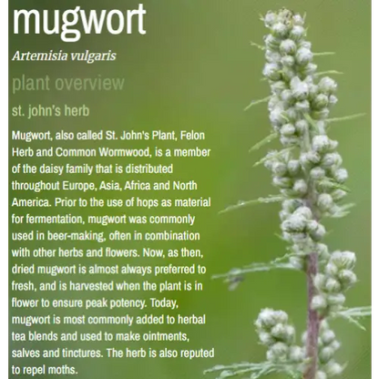 🌿✨ Pre-Packaged Herbs By The Ounce (1 oz) – Ritual Healing and Botanical Magic! 🍃 Page 1 - Mugwort - Herbs & Accessories