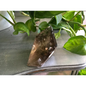 🌫️✨ Smokey Quartz Free Form – Grounding and Protection ✨🖤 - 7 - Free Forms