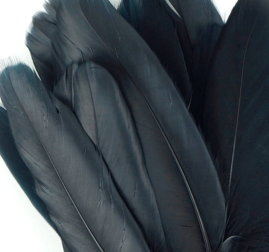 Ethically sourced black goose feather, approximately 8 inches long, with smooth, glossy texture, displayed on a white background. Perfect for smudging, purification, and sacred rituals.