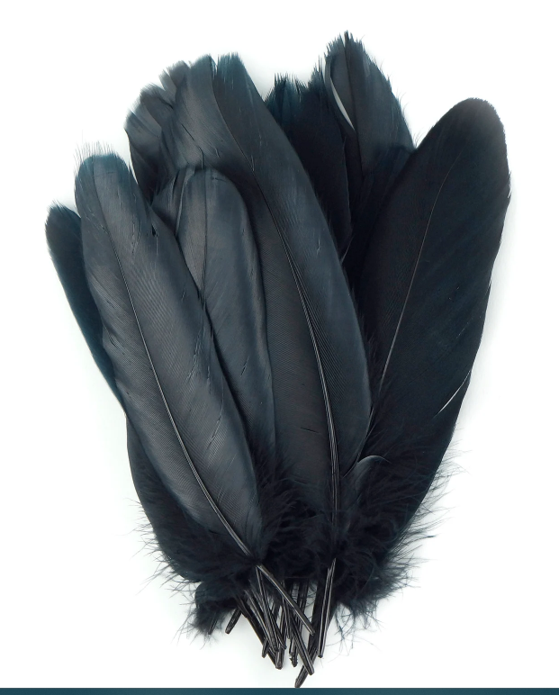 Ethically sourced black goose feather, approximately 8 inches long, with smooth, glossy texture, displayed on a white background. Perfect for smudging, purification, and sacred rituals.