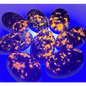 Hand-polished Yooperlite palmstone, glowing with vibrant orange and yellow patterns under UV light, displayed on a white background. Perfect for creativity, transformation, and mystical energy.